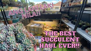 THE BEST SUCCULENT HAUL EVER!!