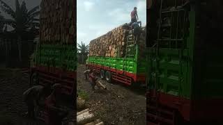 preparation for demolition of sengon logs