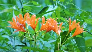 片倉城址公園のキツネノカミソリ等の夏の花達!!2021💘Summer flower such as Lycoris sanguinea in Katakura Park 2021