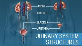 Anatomy and Physiology of Urinary System