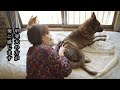 触ると凄いんです‼最強のもふもふ‼甲斐犬の冬毛は気持ち良すぎる！【甲斐犬・柴犬】