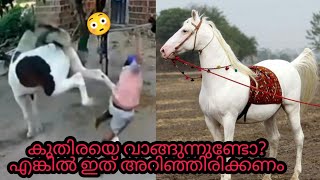 കുതിരയെ വളർത്തിയാലോ.🐎 കുതിര മനുഷ്യന്റെ കൂടെ കൂടിയിട്ട് എത്ര വർഷമായി എന്നറിയാമോ 🔥🤔