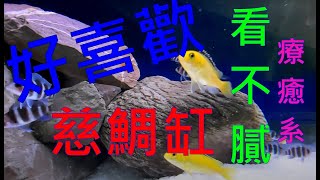 【三湖慈鯛缸】開缸第一週紀錄分享