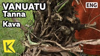 【K】Vanuatu Travel-Tanna[바누아투 여행-탄나]전통 음료 만드는 특산물, 카바/Kava/Island/Beverage/Village/Speciality