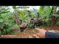 orang kaya bosan hidup di kota bangun rumah di hutan