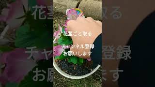 虹色スミレの花を摘みます　