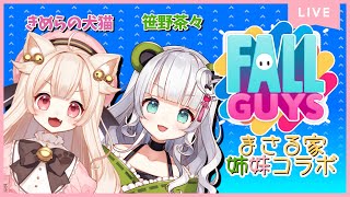 【ゲームコラボ】Fall Guysマスターに姉妹でなる！？～笹野視点～【‬きめらの犬猫/笹野茶々】