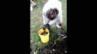 Black currants Rooted cuttings