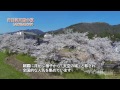 コウノトリアイ アーカイブ　竹田河川敷の桜