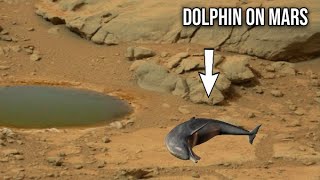 Martian Dolphin: Dolphin on Mars spotted by NASA's Curiosity Rover | Perseverance Rover: Sol 404