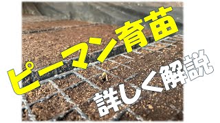 ピーマン農家が伝授！種まき方法を解説します！