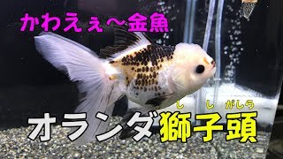 「変わり種金魚のオランダ獅子頭がものすげぇかわえぇ件」60㎝フレーム水槽　〖金魚〗