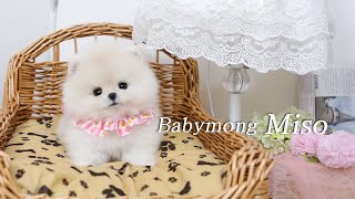 [포메라니안입양] 하품하는 아기강아지 영상 ~ A video of a baby puppy yawning ~