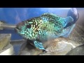 Electric Blue Jack Dempsey Male and Blue GENE female