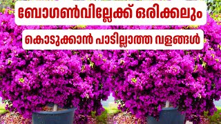 bougainvillea  ചെടിക്ക് കൊടുക്കാൻ പാടില്ലാത്ത വളങ്ങൾ