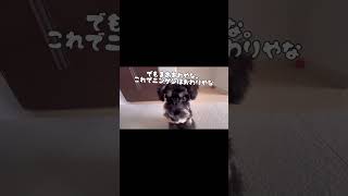 話題のAIで愛犬をアニメ化してみた。#shorts #short