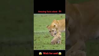 शेर नि का बच्चा गुस्सेल क्यू होता है 😱 | #shorts #facts #ytshorts #youtubeshorts