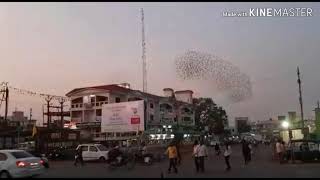 एकदा पहाचं Amazing Birds Fly's , ST Stand , Sangola with yad lagla song