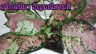 ไม้มงคลอโกลนีมาอัญมณีสามสี#ไม้มงคล #ไม้ใบสวย #aglaonema  อัญมณีสามสีราคาไม่ตก