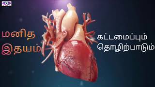 மனித இதயம் கட்டமைப்பும் தொழிற்பாடும்