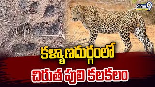 కళ్యాణదుర్గంలో చిరుత పులి కలకలం | Leopard In Kalyanadurgam | Prime9 News