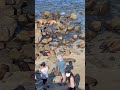 Curious Tourists Approaching and Filming Sea Lions Up-Close