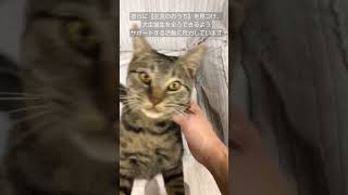 猫生は一度きり！幸せになろう    #里親探し #岡山 #保護猫 #保護犬 #ドッグラン #ボランティア #おかやま #せとうち #里親募集中