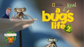 A REAL BUG'S LIFE .:. Season 2 .:. NatGeo and Disney+