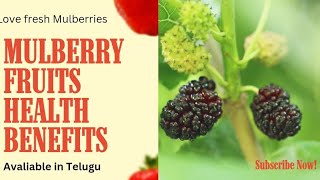 మల్బరీ పండ్లు ఆరోగ్య ప్రయోజనాలు//Mulberry fruits health benefits//Mulberry fruit harvesting#Telugu