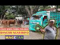 PASAR SAPI PAHING PROLIMAN NGARIBOYO MAGETAN