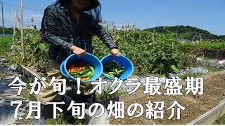 【家庭菜園】７月に収穫出来る野菜達　7月下旬の畑　週末栽培で収穫