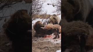 The brutal reality of Nature. #brushbuck #wildlife #bear #elk #viral #shorts