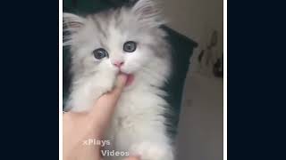 Funny Cat Videos - Cute animals Fails - Try not to Laugh 😁😂🤣😁