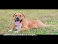 labrabull pitador a complete guide to pitbull lab retriever mix