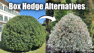 Alternative Shrubs to Box Hedge If You Struggle with Box Blight \u0026 Box Tree Moths