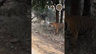 T-101🐯 #ranthambore #wildlife #youtube #shortsvideo #viral #india #like #forest #game #photography