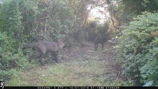 2 melanistic coyotes around 8:20 am on Sullivan's Island, SC