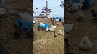 A Goose Bath #WhittAcres #homesteadinglife #enjoynaturetoday