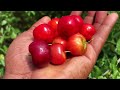 barbados cherry tree review