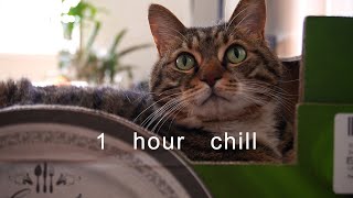 1 Hour Chill | Cat's Sleeping Compilation | Lofi | Music | Relax | Calm | Study | Sleep