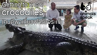 Getting to know crocodiles (คนดีพาเที่ยวฟาร์มจระเข้) - Animals Speak [by Mahidol]