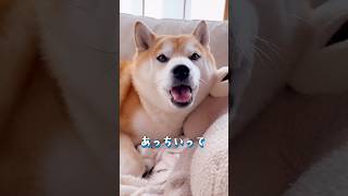 冷たい態度の柴犬