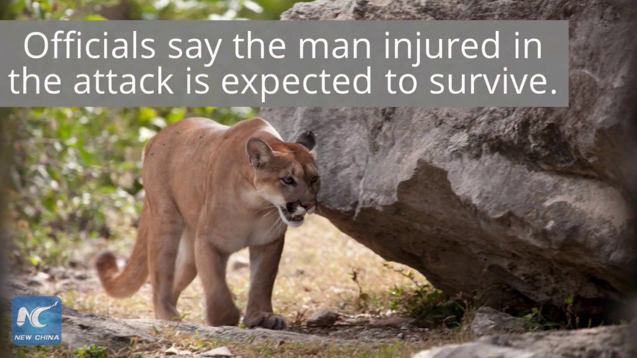 Rare Cougar Attack In Washington State Leaves One Dead, Anther Injured ...