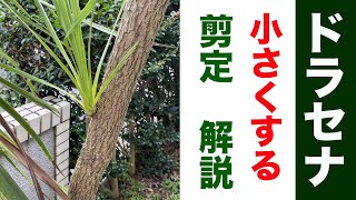 【ドラセナ】お手入れと小さくする方法を解説