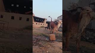 હા રાધા હા 🤩❤️🥰 #vlog #viralvideo #viralshorts #viralshort #trending #trendingvideo#cow #tiktokvideo