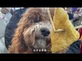 犬連れokな神社で初詣してきました　 お千代保稲荷 コッカプー