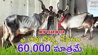 New Year Offer | ఎ ఆవు కొన్న కేవలం 60,000 వేలకి మాత్రమే | Kankrej cows