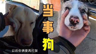 My companion, Jiudian, adopted a stray dog in Tibet, they had a fight, and hoe hurt and vaccinated