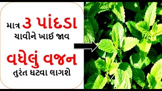 weight loss tips - માત્ર ૩ પાંદડા ચાવીને ખાઈ જાવ વધેલું વજન તુરંત ઘટવા લાગશે