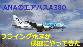 巨大ウミガメ飛来！！ANAのA380 フライングホヌが成田にやって来た！！